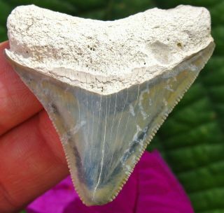 Colorful 2 " Bone Valley Megalodon Fossil Shark Tooth Florida Teeth Miocene
