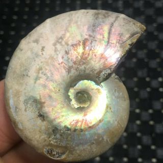 32g Ammonite Fossil Natural Mineral Specimens From Madagascar A1