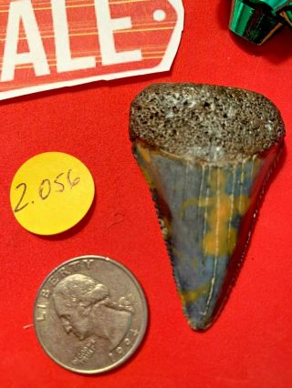 Great White Shark Tooth 2.  056 Inch Huge Apex Artifacts