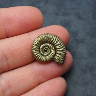 26mm Peltoceras sp.  Pyrite Ammonite Fossils Callovian Fossilien Russia 2