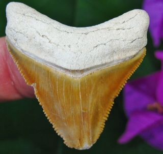 Stunning Orange Bone Valley Megalodon Fossil Shark Tooth Florida Teeth Miocene