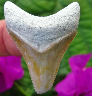 Wicked Bone Valley Megalodon Fossil Shark Tooth Florida Teeth Miocene