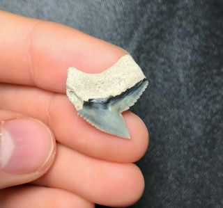 Sharp 0.  86 " Lee Creek / Aurora Tiger Shark Tooth Teeth Fossil Sharks Necklace