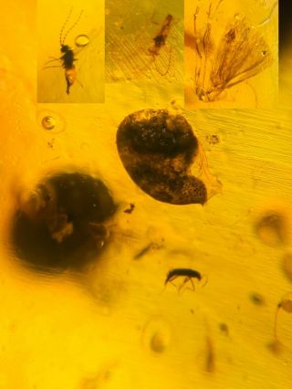 Beetle&2 Mosquito&moth Burmite Myanmar Burmese Amber Insect Fossil Dinosaur Age