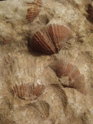 Fossil Plate Cluster Of Sea Shells Brachiopods Double Sided 6.  5 " X 5 "