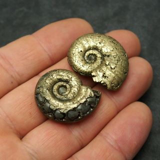 2x Ammonite 30 - 32mm Pyrite Mineral Fossil Fossilien Ammoniten France