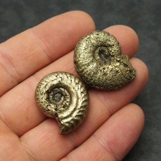 2x AMMONITE 30 - 32mm Pyrite Mineral Fossil fossilien Ammoniten France 3