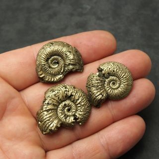 3x Quenstedtoceras 28 - 34mm Pyrite Ammonite Fossils Callovian Fossilien Russia
