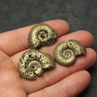3x Quenstedtoceras 28 - 34mm Pyrite Ammonite Fossils Callovian Fossilien Russia 2