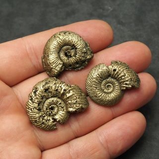 3x Quenstedtoceras 28 - 34mm Pyrite Ammonite Fossils Callovian Fossilien Russia 3