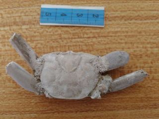 Rare Preciou Crab Fossil Specimen Madagascar Ac49