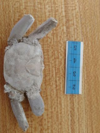 Rare preciou Crab Fossil specimen Madagascar Ac49 2