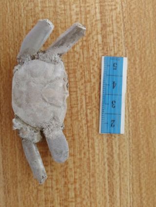 Rare preciou Crab Fossil specimen Madagascar Ac49 3