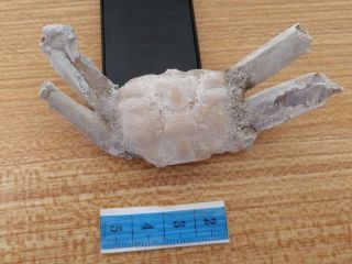 Rare preciou Crab Fossil specimen Madagascar Ac27 2