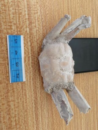Rare preciou Crab Fossil specimen Madagascar Ac27 3