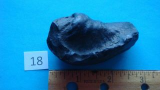Fossil Whale Bulla 18 - 2 3/4 " - Inner Ear Bone - Miocene Epoch - South Carolina