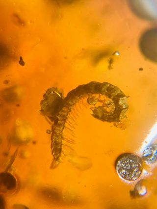 Diplopoda Millipede Burmite Myanmar Burma Amber Insect Fossil Dinosaur Age