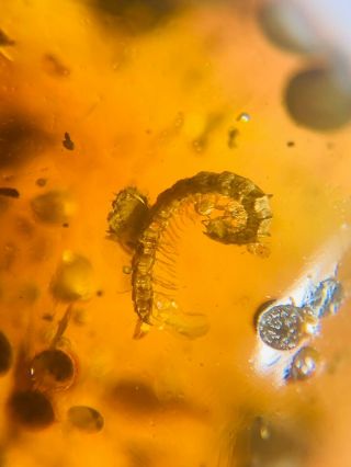 Diplopoda millipede Burmite Myanmar Burma Amber insect fossil dinosaur age 2