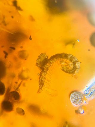 Diplopoda millipede Burmite Myanmar Burma Amber insect fossil dinosaur age 3