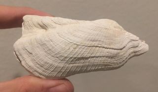 Florida Fossil Bivalve Arcoptera Imbricta Pleistocene Fossil