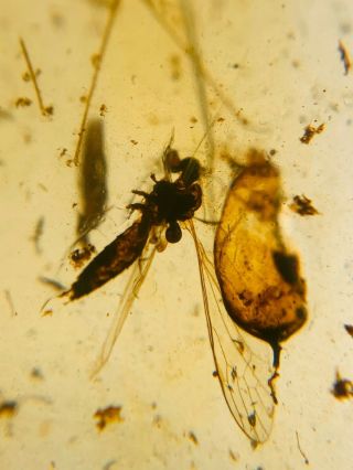 Unknown Item&mosquito Fly Burmite Myanmar Burma Amber Insect Fossil Dinosaur Age