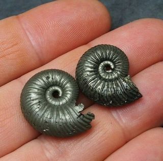 2x Quenstedtoceras 23 - 25mm Pyrite Ammonite Fossils Fossilien Russia Pendant