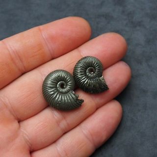 2x Quenstedtoceras 23 - 25mm Pyrite Ammonite Fossils Fossilien Russia pendant 2
