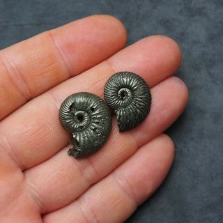 2x Quenstedtoceras 23 - 25mm Pyrite Ammonite Fossils Fossilien Russia pendant 3