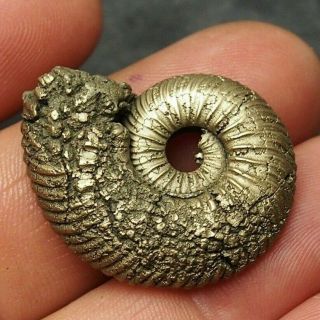 33mm Quenstedtoceras Pyrite Ammonite Fossils Callovian Fossilien Russia Pendant