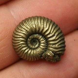 18mm Vertumniceras Pyrite Ammonite Fossils Fossilien Russia Pendant