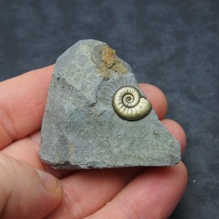 Arieticeras Ammonite Fossil Natural Pyrite Jurassic France