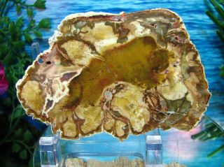 Petrified Wood Complete Round Slab W/bark Blazing Yellow - Gold Olive - Green Rust