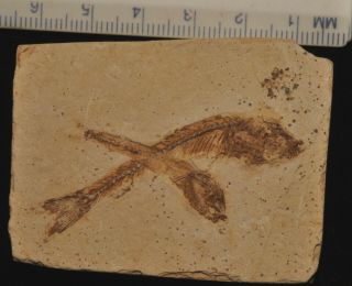 Fossil Fish - Dastilbe Elongatus From Brazil