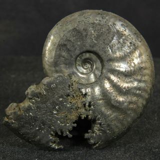 1.  7in/4.  2cm Pyritized Ammonite Sublunuloceras Jurassic Callovian Fossil Russia