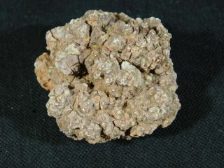 A Small 200 Million Year Old Fossil Dinosaur Coprolite Or Dino Crap Utah 94.  7gr