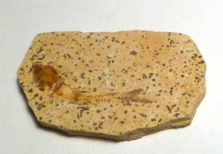 1 & 7/8 " Detailed Dastilbe Fossil Fish Plate Brazil