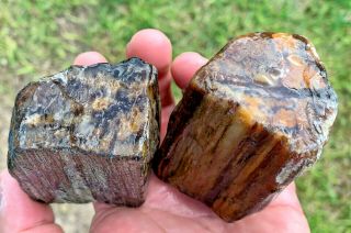 2 Texas Petrified Live Oak Wood Agate Uncut Natural River Polish Fossils