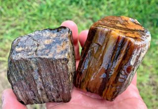 2 Texas Petrified Live Oak Wood Agate Uncut Natural River Polish Fossils 2