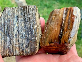 2 Texas Petrified Live Oak Wood Agate Uncut Natural River Polish Fossils 3