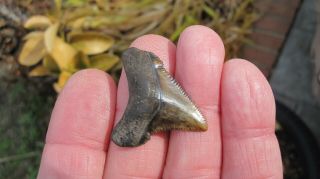Chubutensis Megalodon Shark Tooth 1.  47 Inches