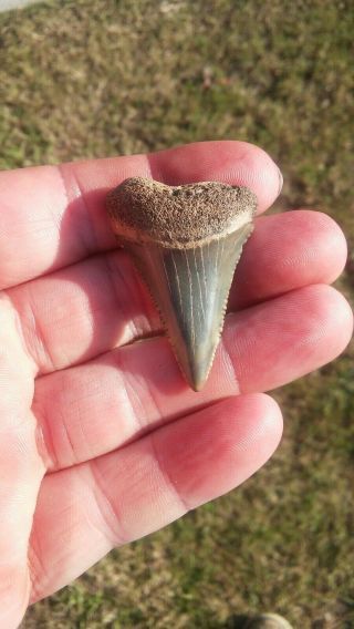 1 11/16 " Fossil Great White Shark Tooth Found In Sc