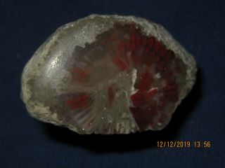 Polished Horn Coral Red