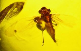 Fly In Burmese Amber Insect Fossil Burmite Myanmar