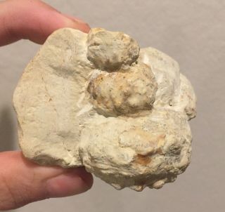 Texas Fossil Ammonite Mariella Cretaceous Fossil Dinosaur Age