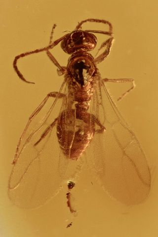 Winged Ant Formicidae Fossil Inclusion Baltic Amber 191107 - 65,  Img