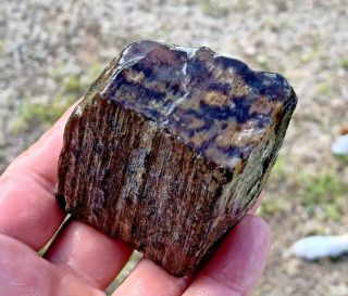 Texas Petrified Wood Agate Live Oak From Montgomery County TX 2