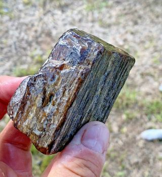 Texas Petrified Wood Agate Live Oak From Montgomery County TX 3