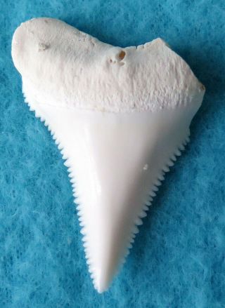 1.  610 " Lower Real Modern Great White Shark Tooth (teeth)