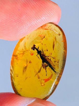 1.  1g Unknown Big Fly Bug Burmite Myanmar Burma Amber Insect Fossil Dinosaur Age