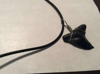 Sharks Tooth Necklace 1 “ Jewelry No Restorations Fossils
